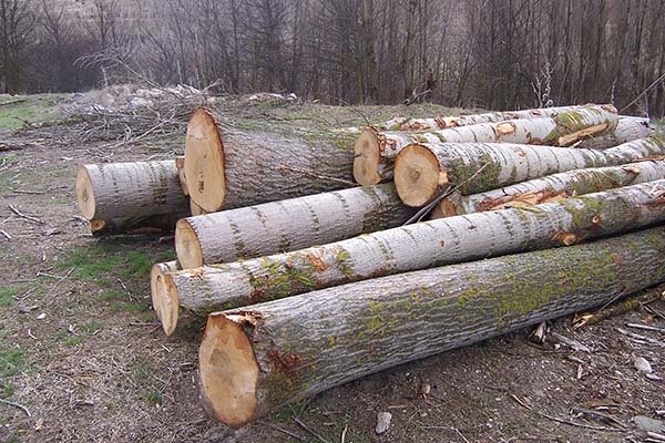 Imagen de troncos cortados